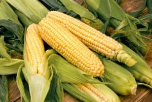 Read more about the article Harvest Time – Get Your Corn!