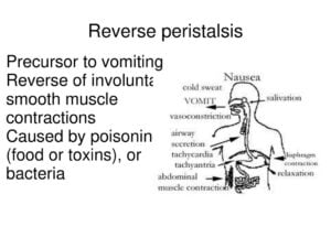 Read more about the article Reverse peristalsis